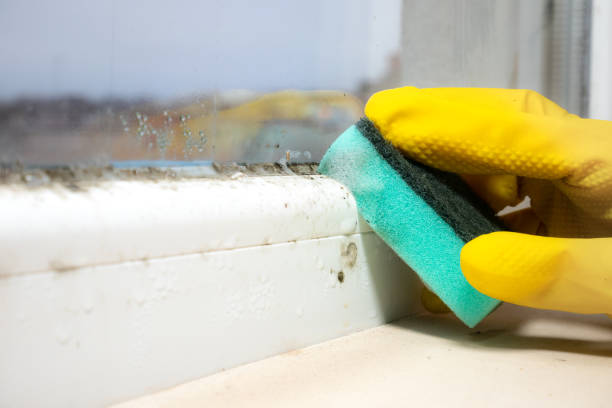 Best Toxic Mold Removal  in Tyrone, GA